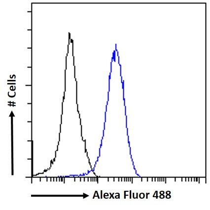 RAD51AP1 Antibody