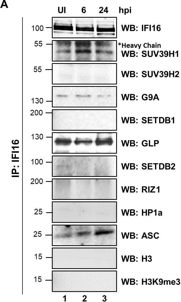 SETDB2 Antibody