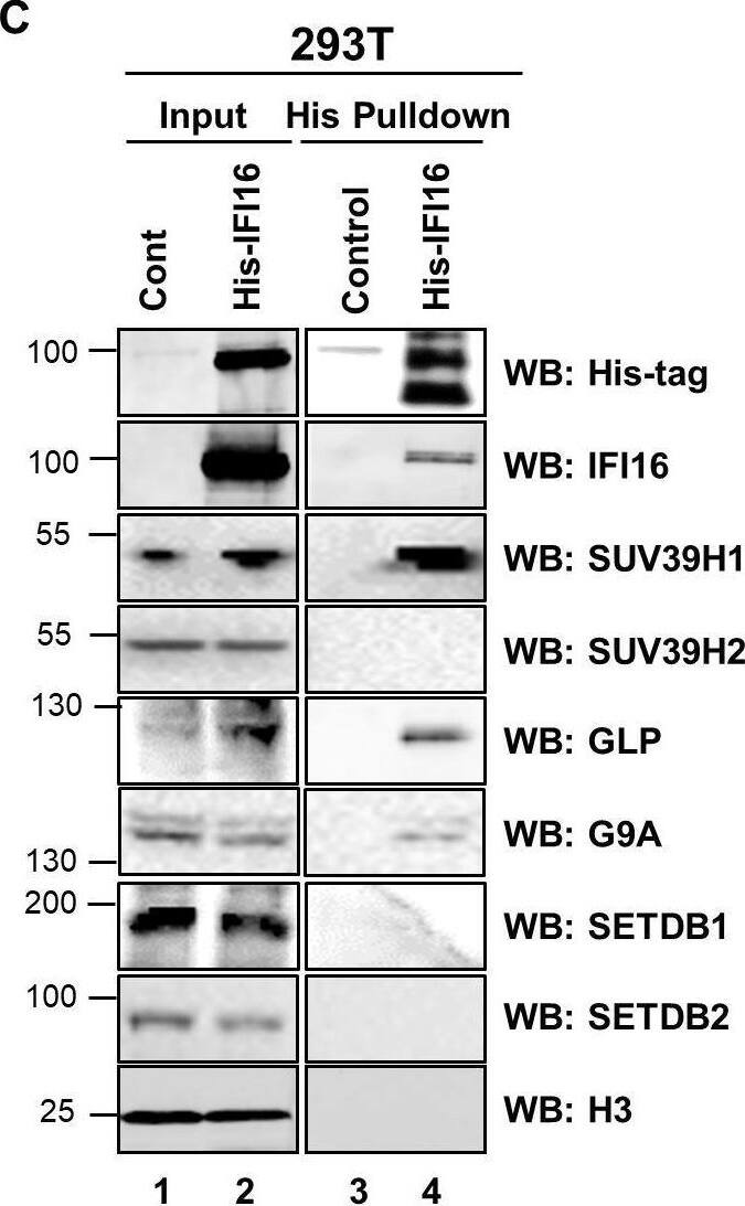 SETDB2 Antibody