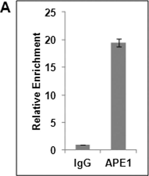 APE Antibody (13B8E5C2) - BSA Free