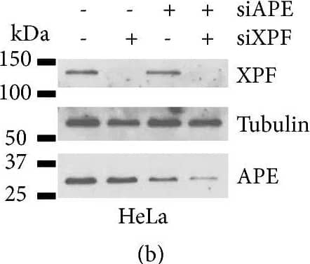 APE Antibody (13B8E5C2) - BSA Free