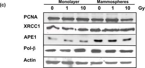 APE Antibody (13B8E5C2) - BSA Free