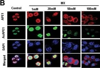 APE Antibody (13B8E5C2) - BSA Free