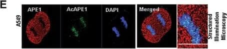 APE Antibody (13B8E5C2) - BSA Free