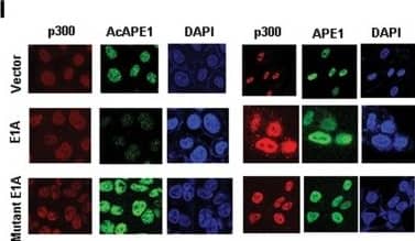 APE Antibody (13B8E5C2) - BSA Free