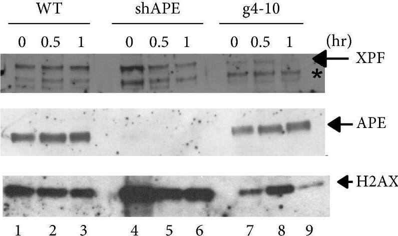 APE Antibody (13B8E5C2) - BSA Free