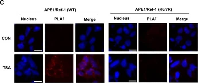 APE Antibody (13B8E5C2) - BSA Free