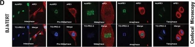 APE Antibody (13B8E5C2) - BSA Free