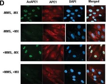 APE Antibody (13B8E5C2) - BSA Free