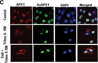 APE Antibody (13B8E5C2) - BSA Free