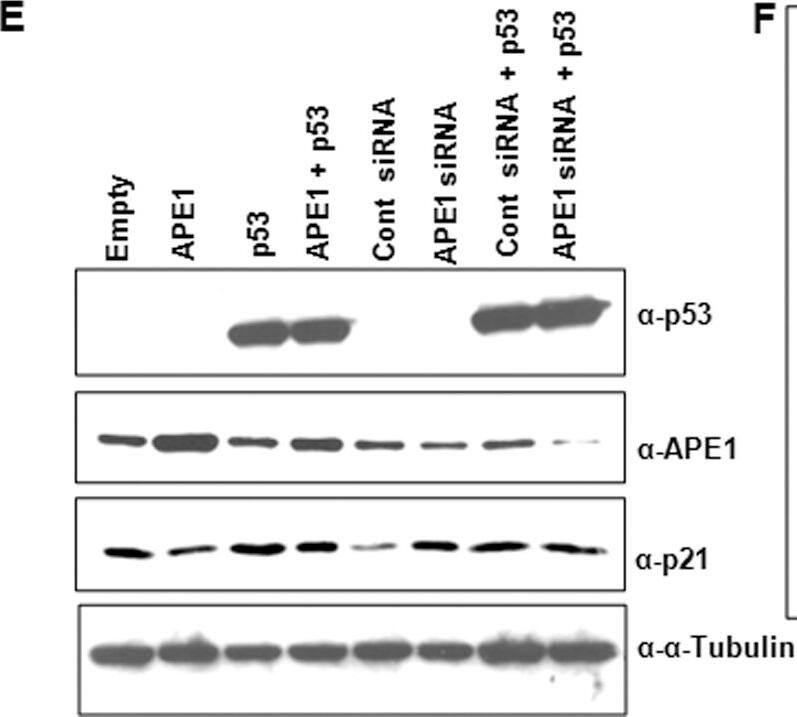 APE Antibody (13B8E5C2) - BSA Free