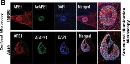 APE Antibody (13B8E5C2) - BSA Free