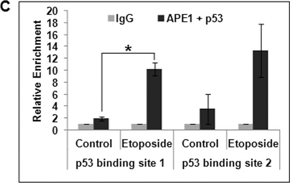 APE Antibody (13B8E5C2) - BSA Free