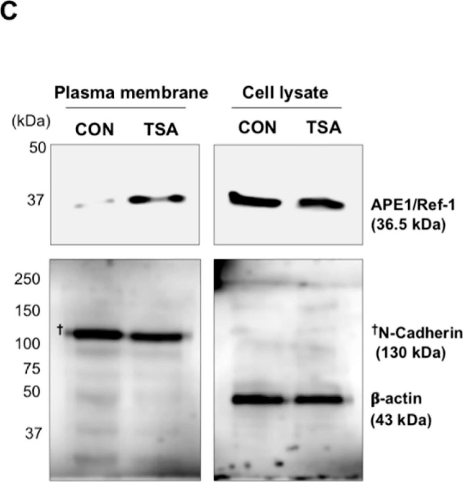 APE Antibody (13B8E5C2) - BSA Free