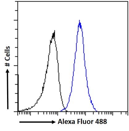 TRIM8 Antibody