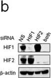 HIF-2 alpha/EPAS1 Antibody - BSA Free