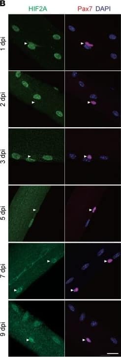 HIF-2 alpha/EPAS1 Antibody - BSA Free
