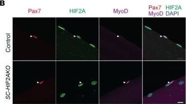 HIF-2 alpha/EPAS1 Antibody - BSA Free