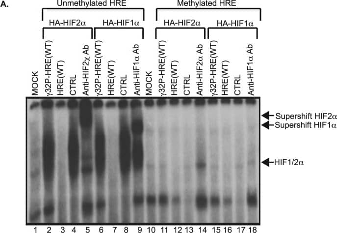 HIF-2 alpha/EPAS1 Antibody - BSA Free