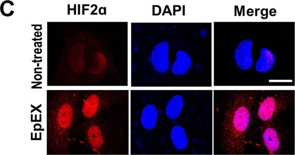 HIF-2 alpha/EPAS1 Antibody - BSA Free