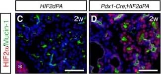HIF-2 alpha/EPAS1 Antibody - BSA Free