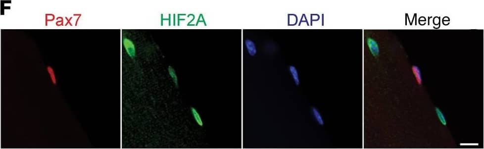 HIF-2 alpha/EPAS1 Antibody - BSA Free