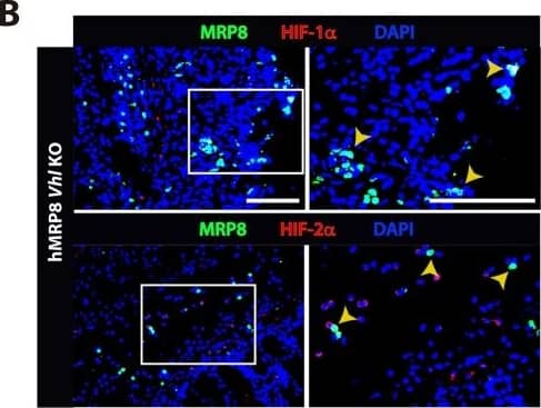 HIF-2 alpha/EPAS1 Antibody - BSA Free