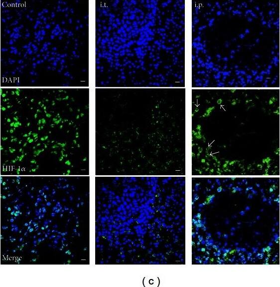 HIF-1 alpha Antibody (H1alpha67)