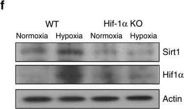 HIF-1 alpha Antibody (H1alpha67)