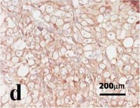 HIF-1 alpha Antibody (H1alpha67)