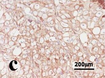 HIF-1 alpha Antibody (H1alpha67)