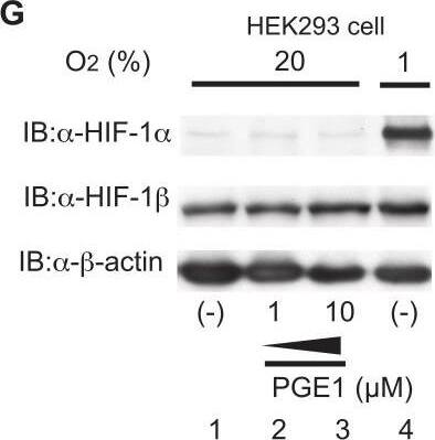 ARNT/HIF-1 beta Antibody (H1beta234) - BSA Free