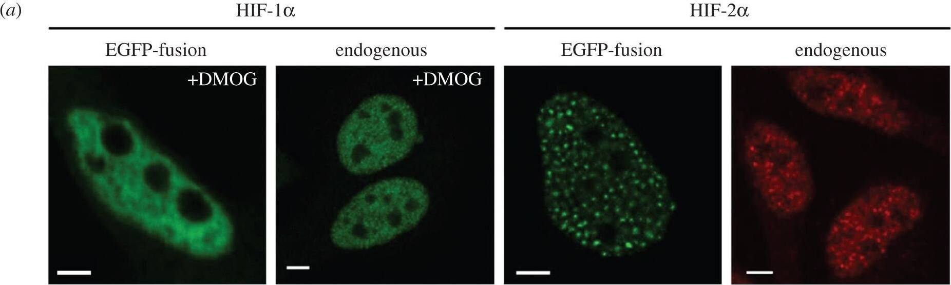 ARNT/HIF-1 beta Antibody (H1beta234) - BSA Free