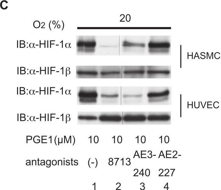 ARNT/HIF-1 beta Antibody (H1beta234) - BSA Free