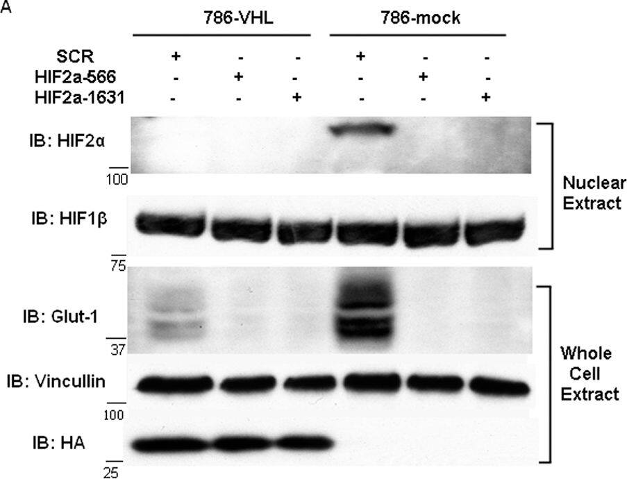 ARNT/HIF-1 beta Antibody (H1beta234) - BSA Free