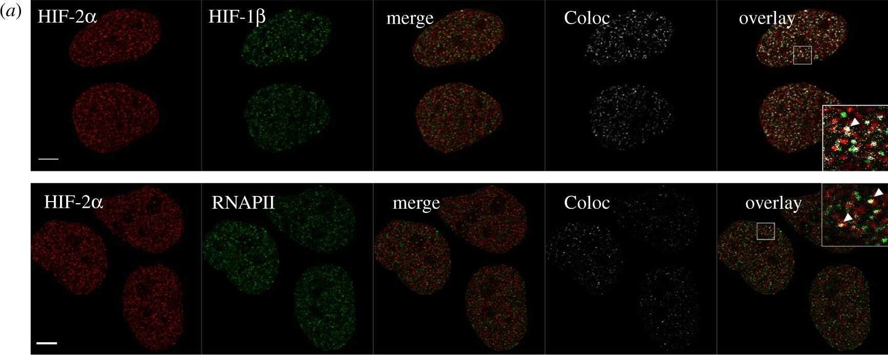 ARNT/HIF-1 beta Antibody (H1beta234) - BSA Free