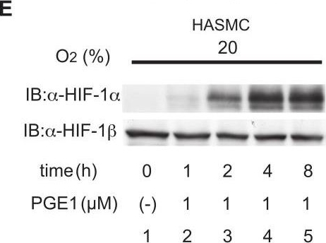ARNT/HIF-1 beta Antibody (H1beta234) - BSA Free