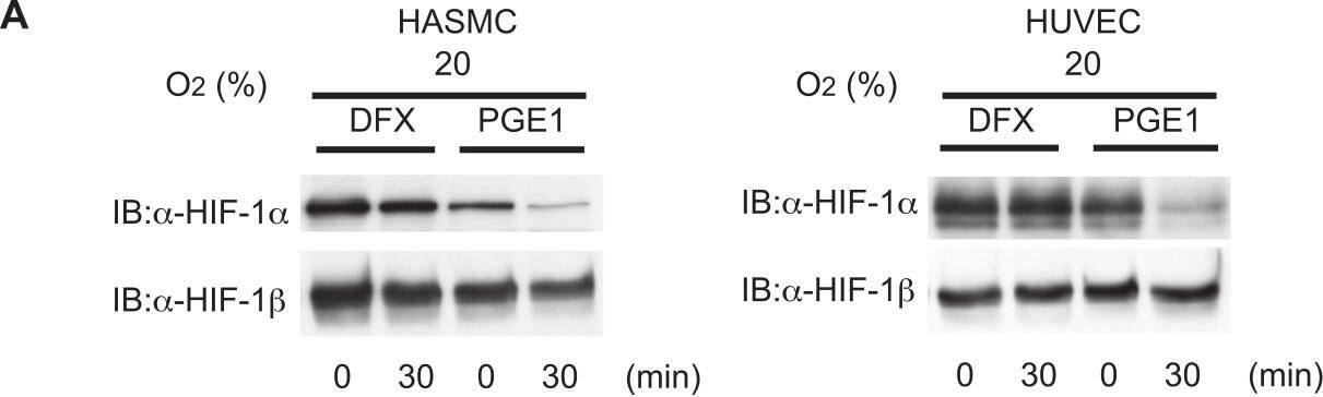 ARNT/HIF-1 beta Antibody (H1beta234) - BSA Free