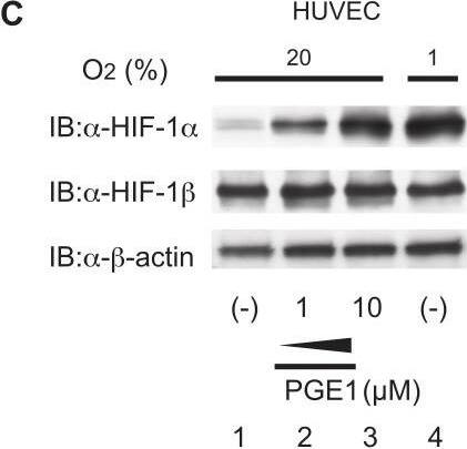 ARNT/HIF-1 beta Antibody (H1beta234) - BSA Free