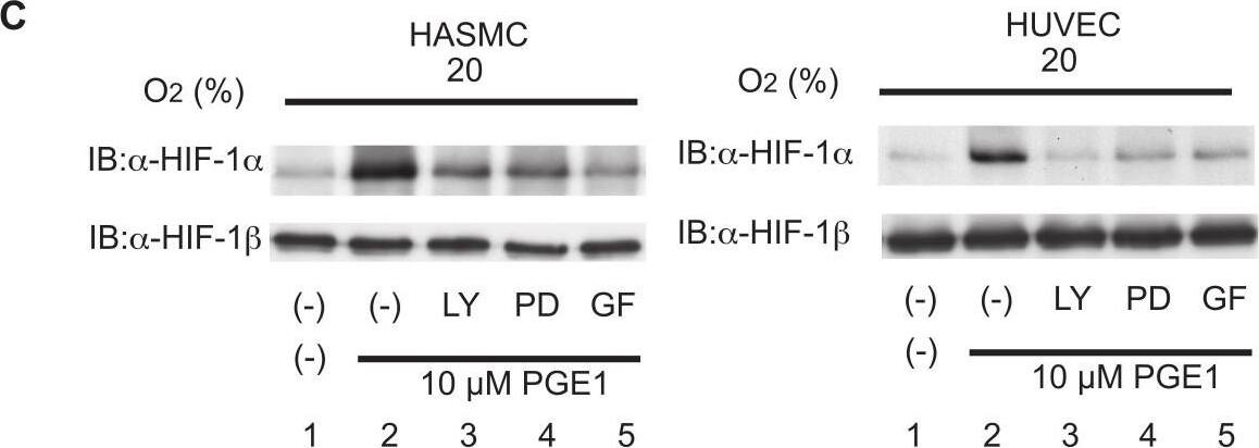 ARNT/HIF-1 beta Antibody (H1beta234) - BSA Free
