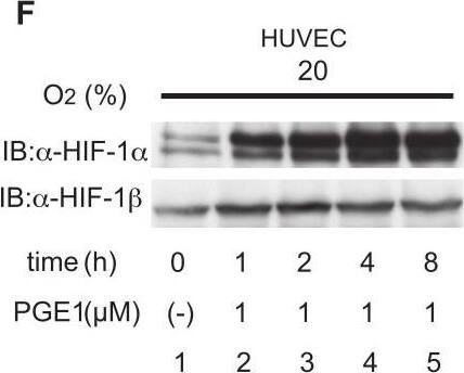 ARNT/HIF-1 beta Antibody (H1beta234) - BSA Free
