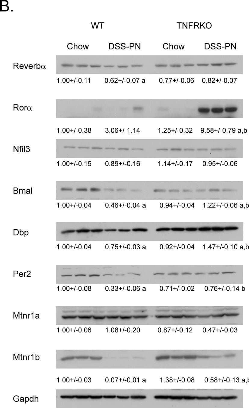PER2 Antibody - BSA Free