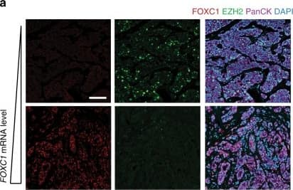 FoxC1 Antibody