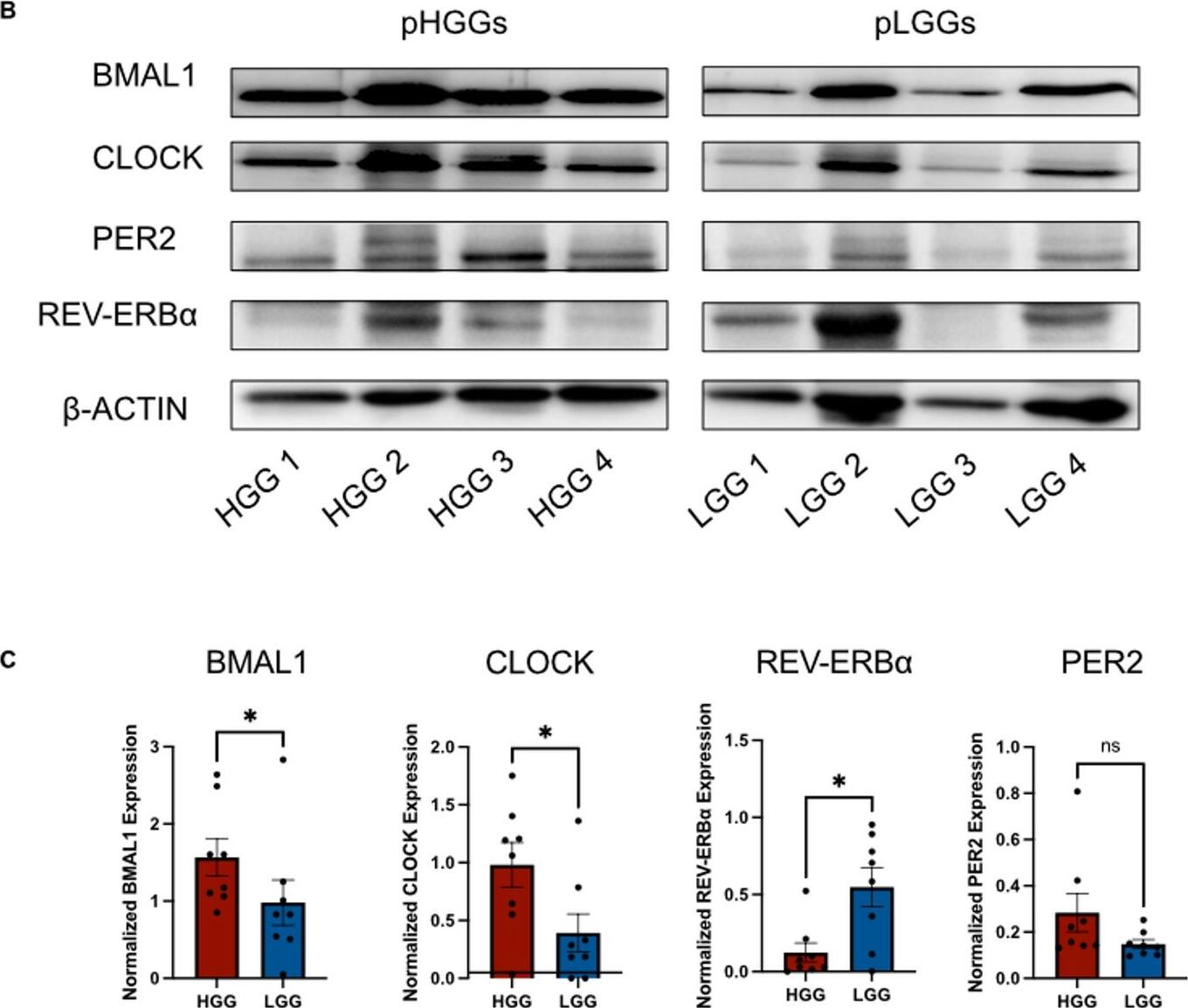 CLOCK Antibody - BSA Free