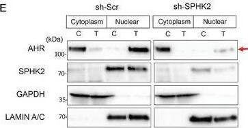 AHR Antibody - Azide and BSA Free