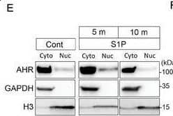 AHR Antibody - Azide and BSA Free