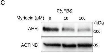 AHR Antibody - Azide and BSA Free