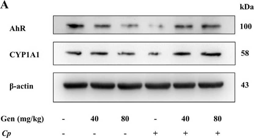 AHR Antibody - Azide and BSA Free
