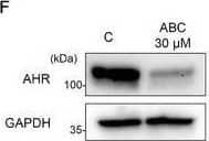 AHR Antibody - Azide and BSA Free