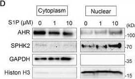 AHR Antibody - Azide and BSA Free